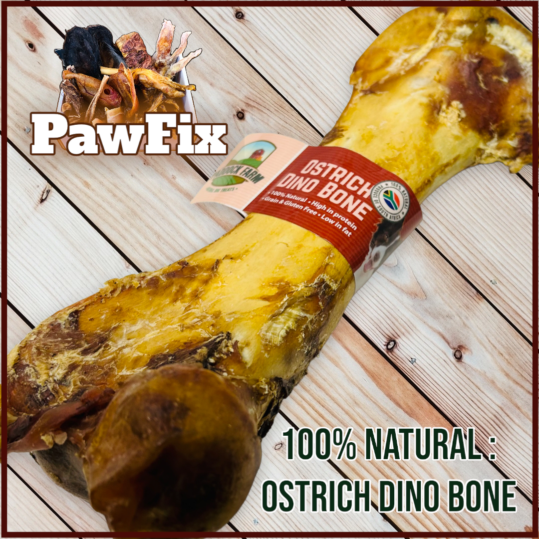 100% Natural Ostrich Dino Bone