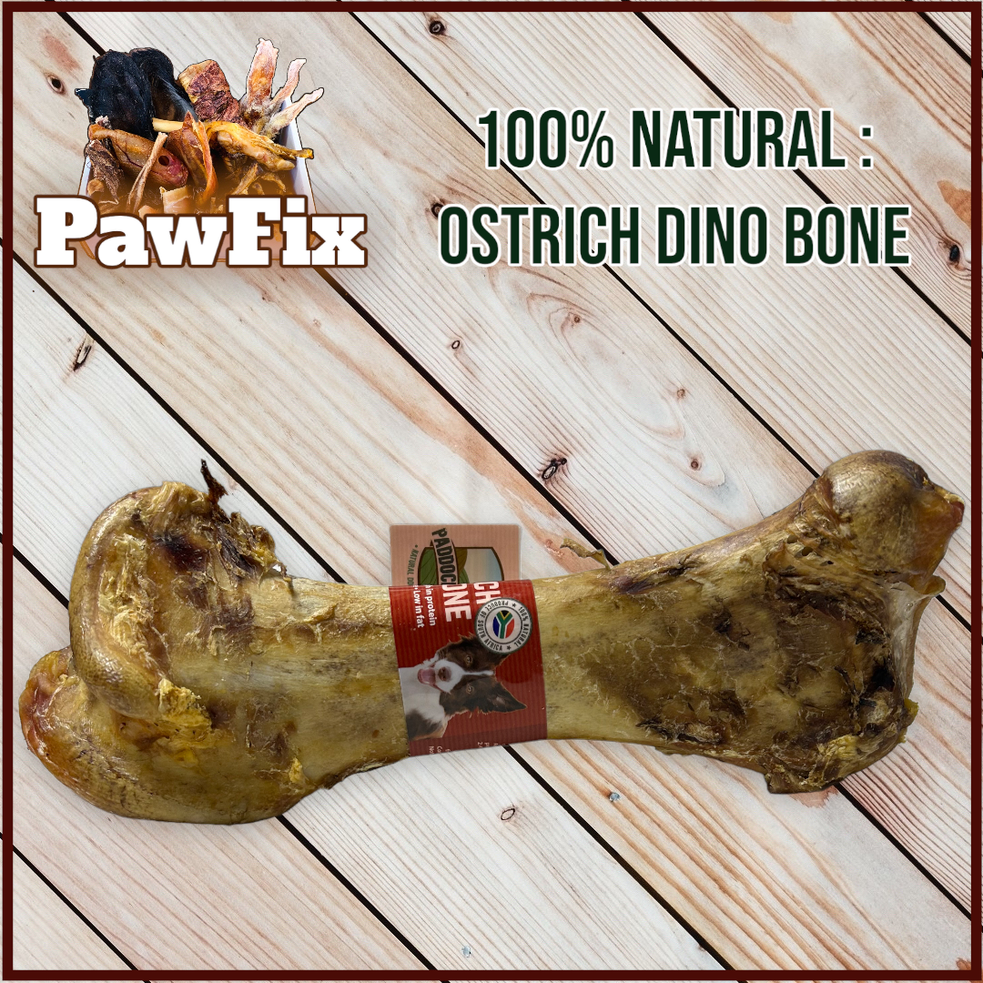 100% Natural Ostrich Dino Bone