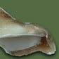 100% Natural Cow Hooves